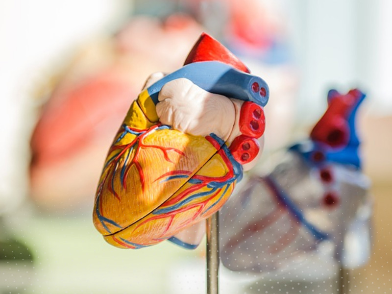 Heart and Circulatory Health